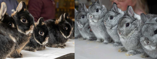 Bunnies n' More