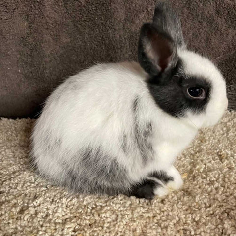 Dwarf Hotot Sport